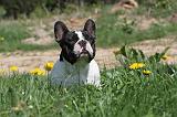 BOULEDOGUE FRANCAIS 446
